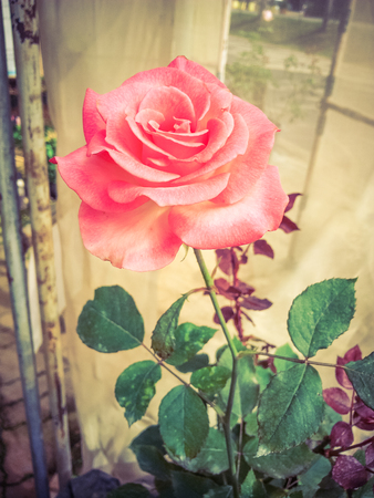 Pink Rose Blooming in Gardenの写真素材