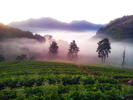 Strawberries farmの写真素材