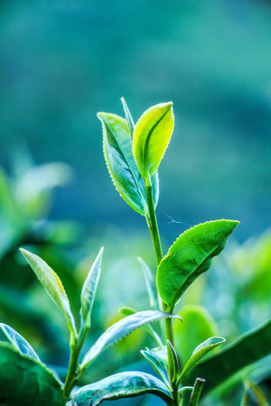 Tea plantationの写真素材
