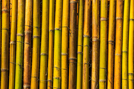 Bamboo backgroundの写真素材