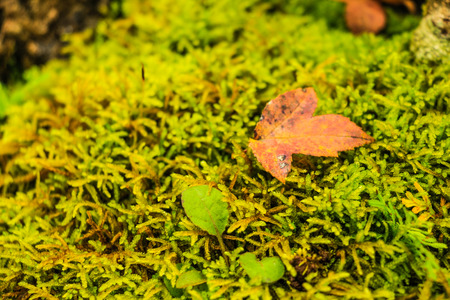 Red maple leaves on the moss backgroundの写真素材