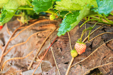 fresh organic strawberries growing on the vineの写真素材