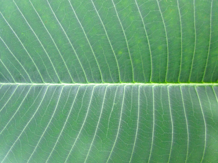 Green leaf textureの写真素材