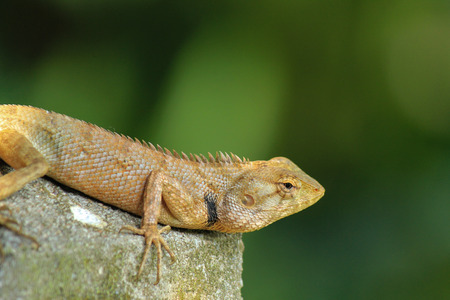 Lizard in the garden