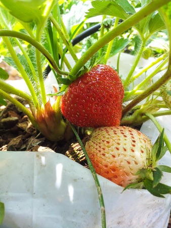 Strawberry in the fieldの写真素材