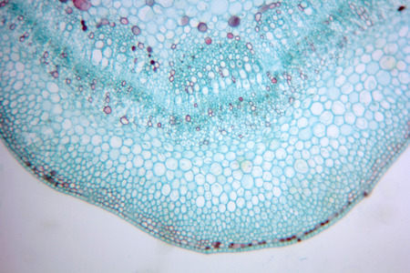 Science plant cells by light microscope