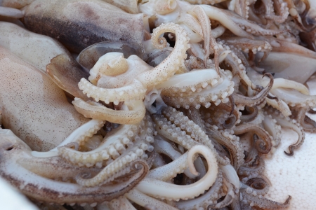 Fresh Squid lay on Tray.の写真素材