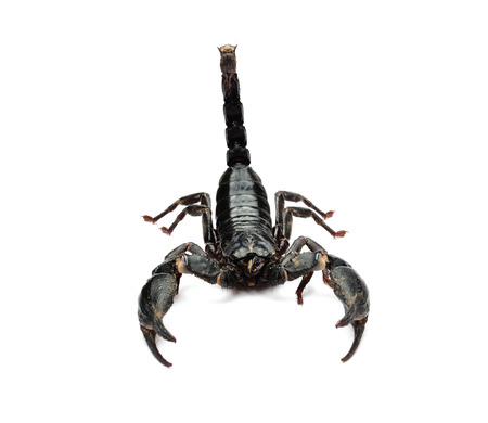 Scorpion on white background.の写真素材