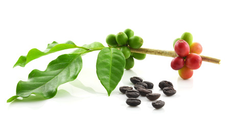 coffee beans on white background.の写真素材