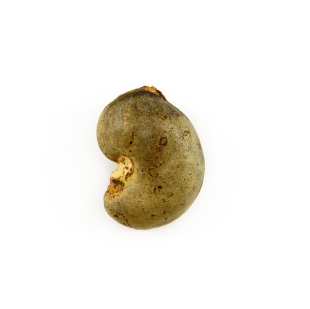cashew nut on whiteの写真素材
