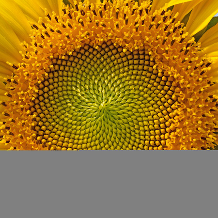 beautiful warm sunflower closeの写真素材