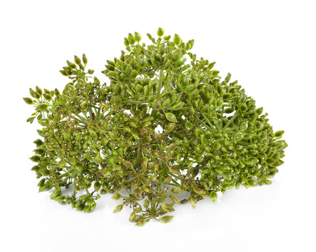 fresh dill seeds on white backgroundの写真素材