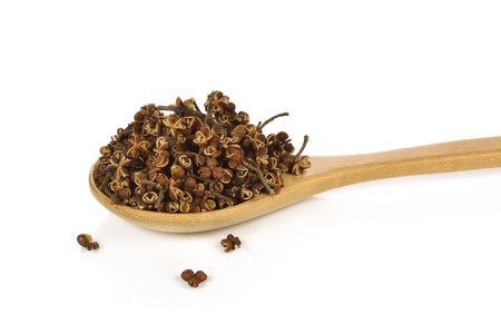 Zanthozylum limonella Alston on white backgroundの写真素材