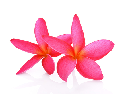 Plumeria flowers isolated on white backgroundの写真素材
