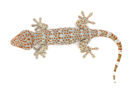 Gecko isolated on white backgroundの写真素材