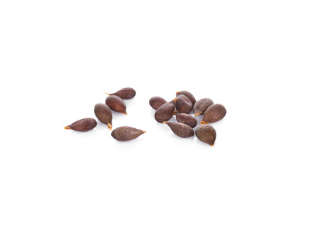 Apple Seeds On White Backgroundの写真素材