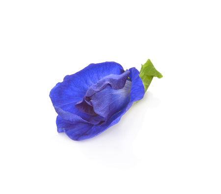 Butterfly Pea flower on white backgroundの写真素材