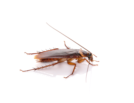 Cockroach isolated on a white background