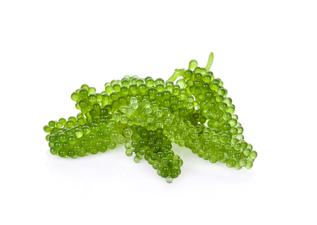 Sea grapes ( green caviar ) seaweed on white backgrounの写真素材
