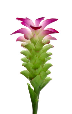 Curcuma sessilis flower isolate on white background.の写真素材