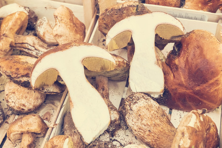 Edible sliced mushroom, backgroundの写真素材