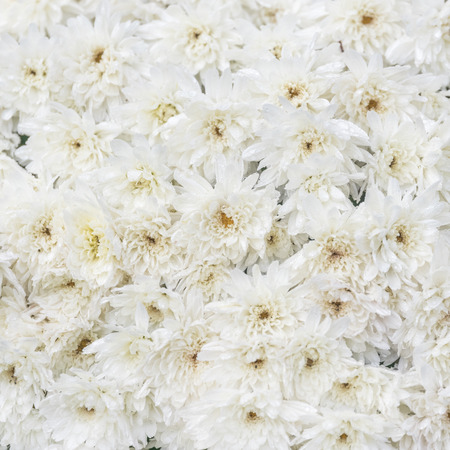 White chrysanthemum flowers, background, textureの写真素材