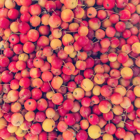 Mountain ash tree fruit, backgroundの写真素材
