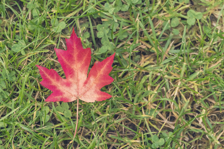 Red maple leaf on the green grassの写真素材