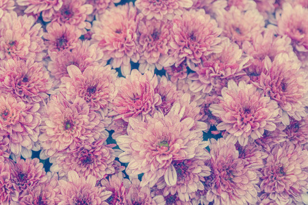 Pink chrysanthemum flowers, background, textureの写真素材