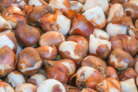 Heap of onions, background, texture