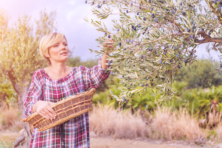 Beautiful young blonde woman in checkered dress collects ripe olives to wicker basket in a sunny gardenの写真素材