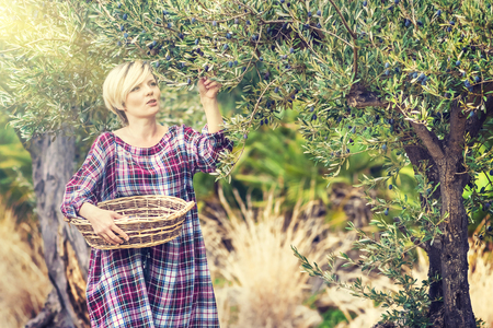 Beautiful young blonde woman in a checkered dress collects olives from a tree in a wicker basketの写真素材