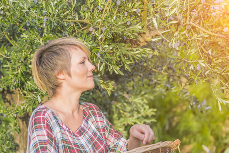 Beautiful young blonde woman in a checkered dress harvesting olives on a sunny dayの写真素材
