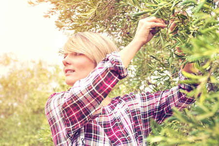 Beautiful young blonde woman in a checkered dress collects olives from a tree on a sunny dayの写真素材