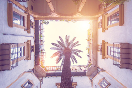 Palm tree in a closed courtyard on a sunny dayの写真素材