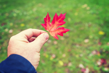A man's hand holds a red maple leaf on a background of green grassの写真素材