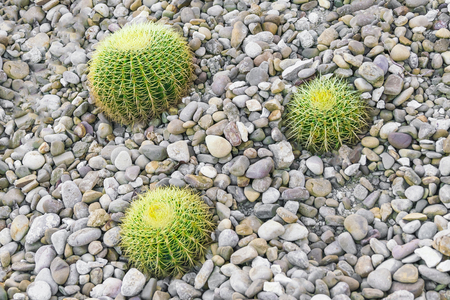 Round  green cacti in pebbles