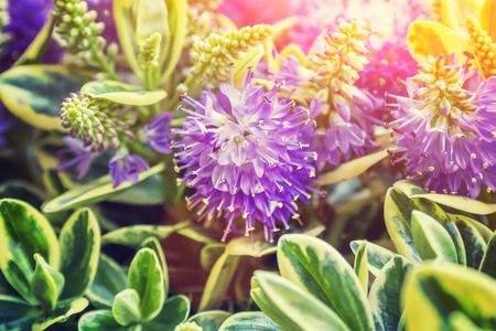 purple flowers, close-up
