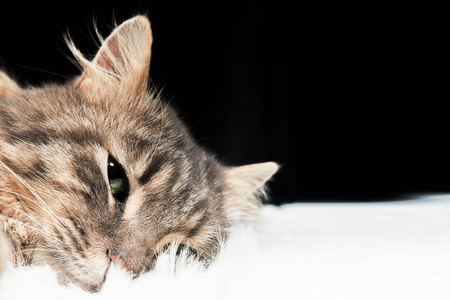 Head of a gray cat lying on a white fur blanket, close-upの写真素材