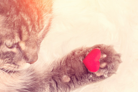 Gray tabby fluffy cat with a red heart in the sunlightの写真素材