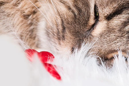 Gray tabby fluffy cat with a red heart on white fur backgroundの写真素材