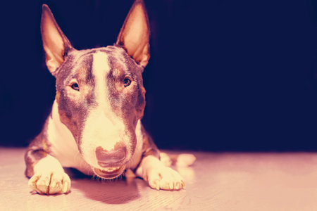 Spotted Bull Terrier lying on a black background. Tonedの写真素材