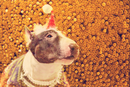 Bull Terrier in Santa Claus hat  lying on a bright background with bokeh