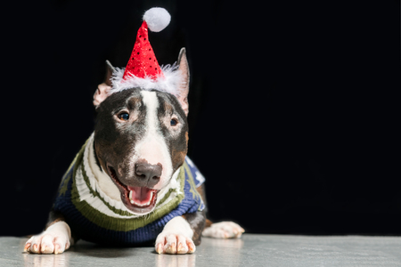 Bull Terrier in Santa Claus hat and sweater lying on a black backgroundの写真素材