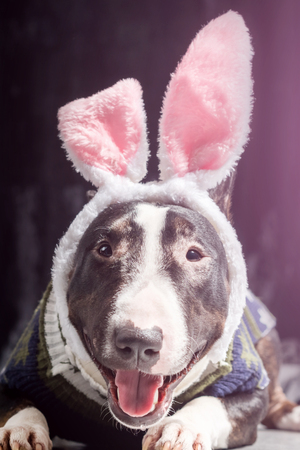 Spotted Bull Terrier with hare ears and  in a sweaterの写真素材