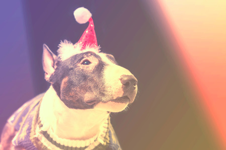 Bull Terrier in Santa Claus hat and sweater on an abstract backgroundの写真素材