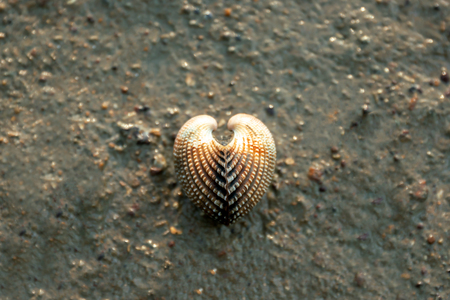 Shell in the sandの写真素材