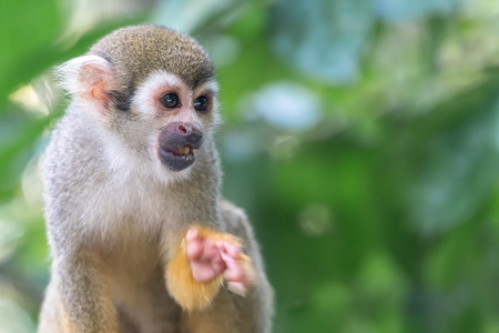 Common squirrel monkey (Saimiri sciureus), close-upの写真素材