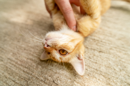 A woman caresses a orange kittenの写真素材