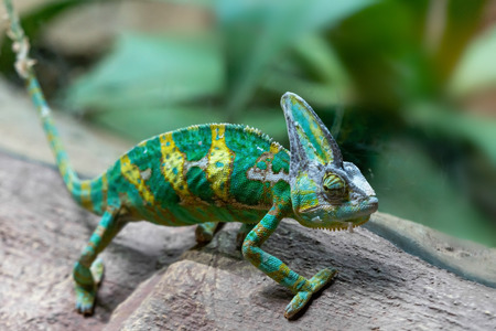 Green chameleon in terrariumの写真素材